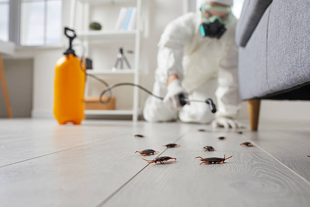Post-Treatment Bed Bug Interceptor Monitoring in Magnolia Springs